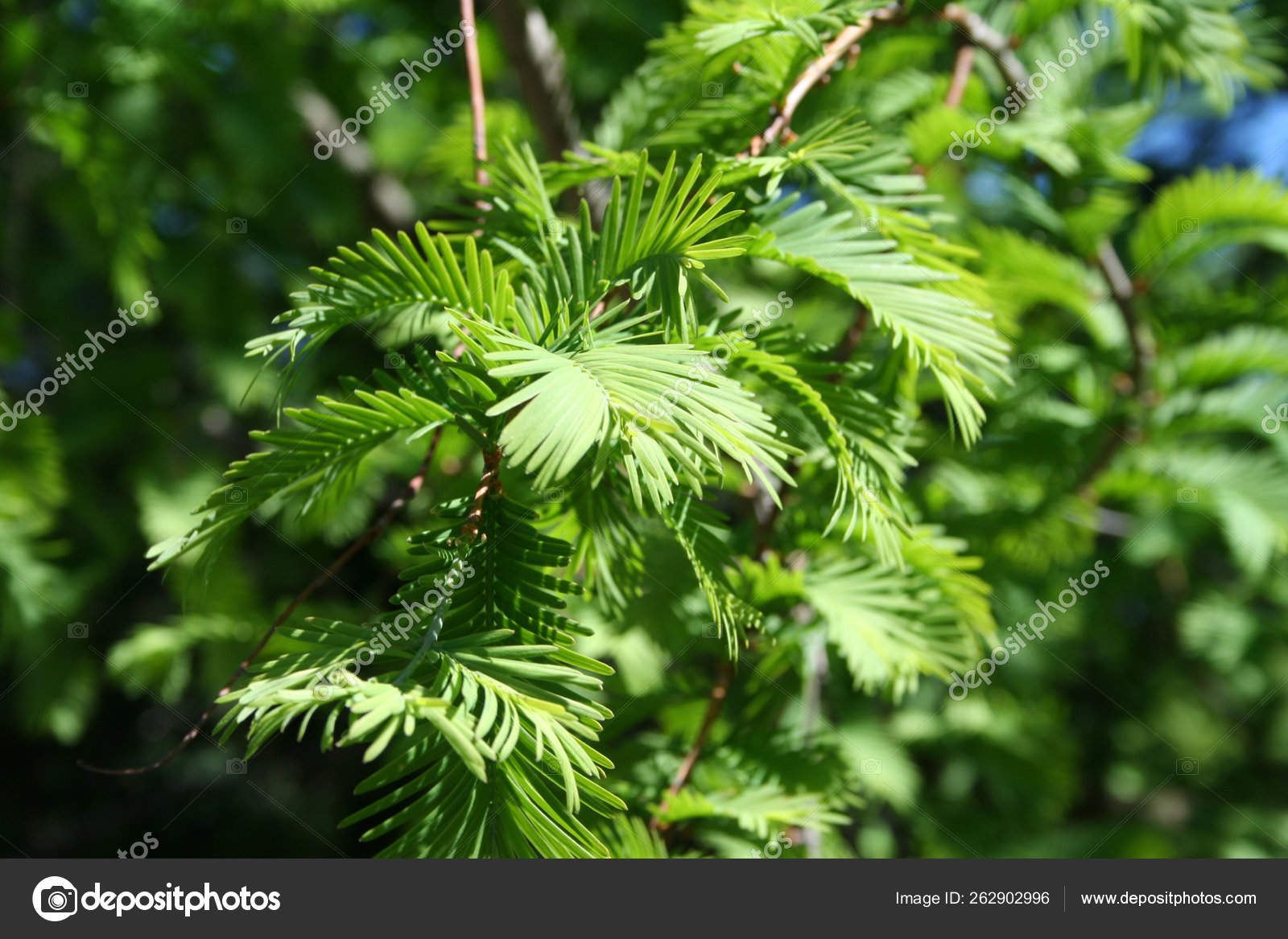 Chinese Redwood Stock Photos Royalty Free Chinese Redwood Images Depositphotos