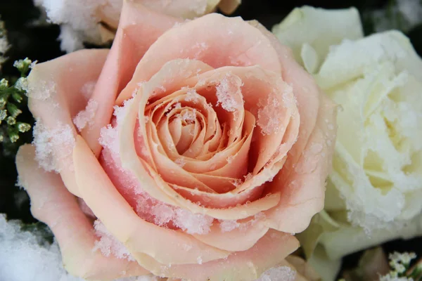 Große Rosa Und Weiße Rosen Mit Neuschnee Bedeckt — Stockfoto