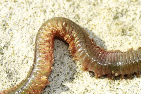 Ragworm Menutup Tampilan Atas — Stok Foto