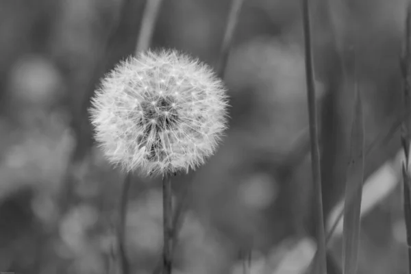 Dandilion Unkraut Blüht Frühling — Stockfoto