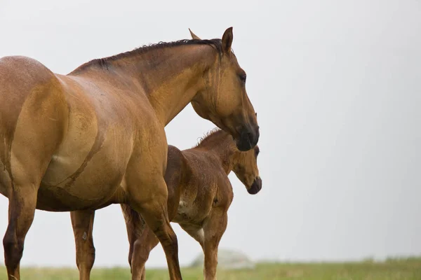 Barrage Avec Poulain Cheval — Photo