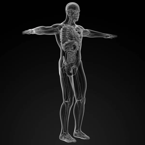 Render Illustration Human Anatomy Side View — Stock Photo © YAYImages