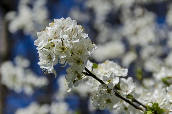Sezon Wiosenny Plumtree Oddział Parku Kwiat Pancharevo Bułgaria — Zdjęcie stockowe