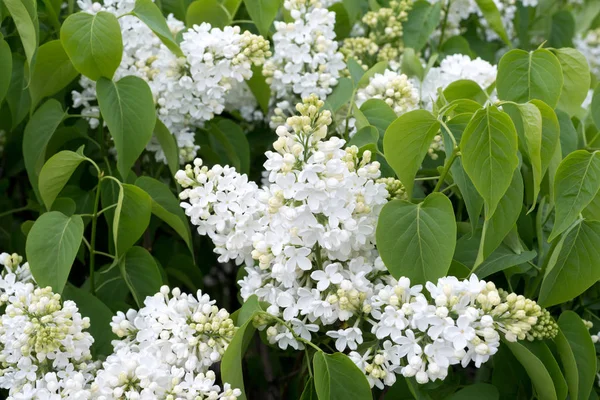 美丽的白色丁香花在户外 — 图库照片