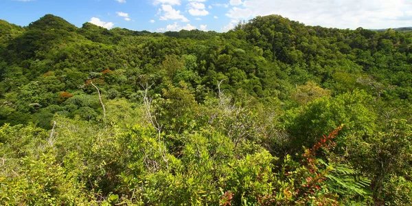 プエルトリコのグアジャタカ森林保護区の密な植生 — ストック写真