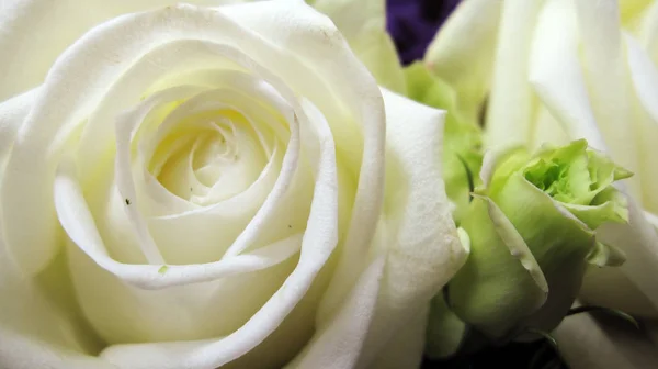 Pureza Limpieza Una Hermosa Rosa Blanca — Foto de Stock