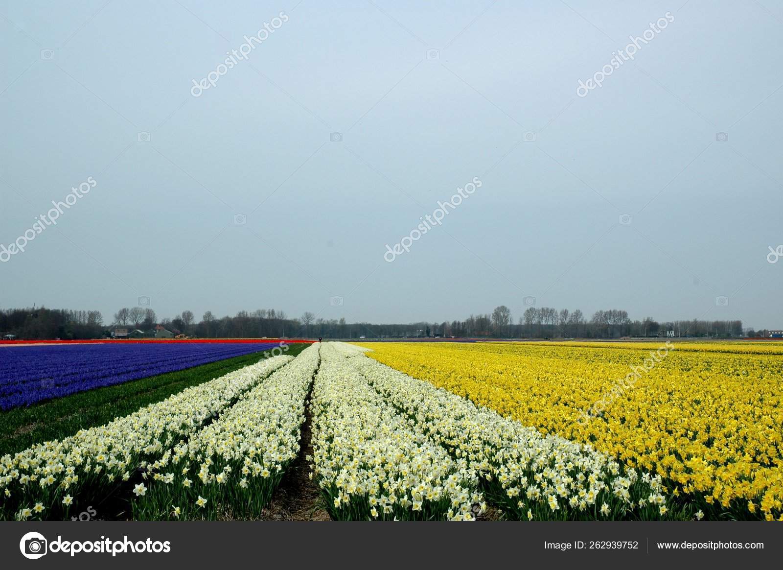 Dutch Fields Full Bulb Flowers Holland Stock Photo by ©YAYImages 262939752