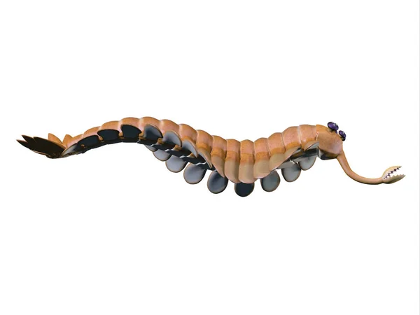 Opabinia Egy Kis Ragadozó Kambriumi Tengerek Üldözött Férgek Puha Testű — Stock Fotó