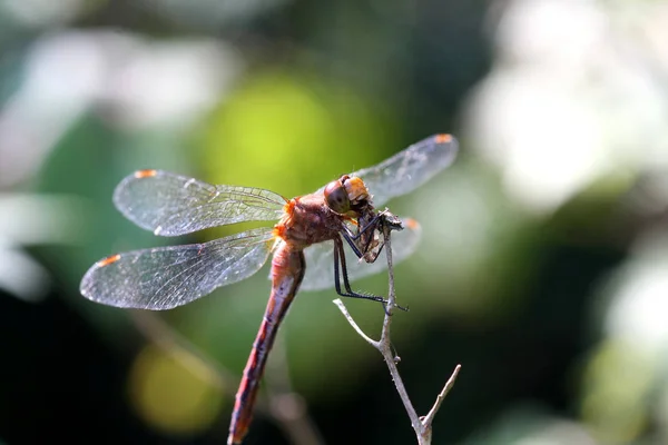 Ruby Meadowhawk Dragonfly Sympetrum Rubicundulum Alimentándose Primera Luz — Foto de Stock