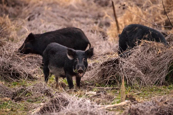 Cerdos Salvajes Sus Scrofa Forraje Para Alimentos Humedal Pantano Parque — Foto de Stock