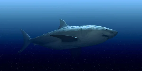 Трехмерная Иллюстрация Плавания Белой Акулы Водой — стоковое фото