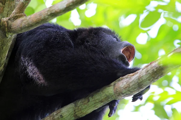 Scimmia Ululatrice Nera Pigra Aluatta Seduta Albero Nella Giungla Del — Foto Stock