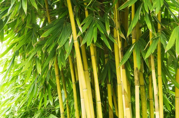 Bosque Bambú Asiático Sol Tarde —  Fotos de Stock