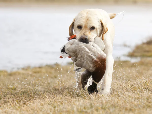 Närbild Hund Selektiv Fokusering — Stockfoto