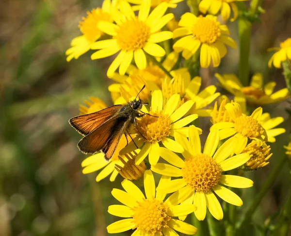 Pequeña Mariposa Patrón Flor Ragwort —  Fotos de Stock