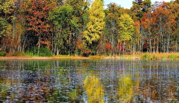 Schöne Herbstbäume Der Nähe Des Sees Michigan — Stockfoto