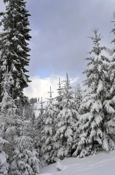 Árboles Invierno Montañas Cubiertas Nieve — Foto de Stock