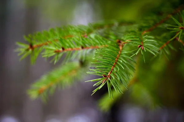 Las Ramas Verdes Espinosas Del Primer Plano Del Árbol Pelaje — Foto de Stock