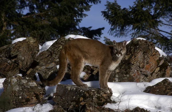 Adult Mountain Lion Stående Profil Med Snö — Stockfoto