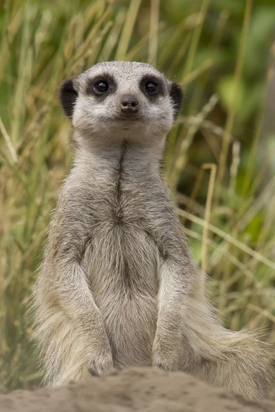 Pose Bien Connue Suricate Debout Sur Ses Pattes Arrière — Photo