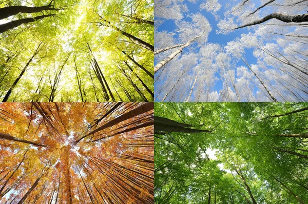 Four Seasons Forest — Stock Photo, Image