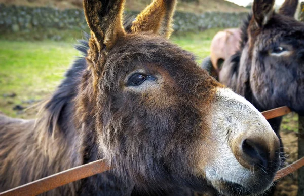 Primer Plano Burros Por Puerta — Foto de Stock