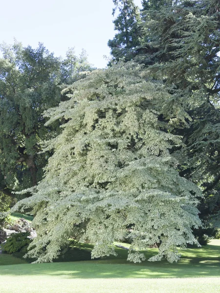 Árbol Villa Melzi Lago Como —  Fotos de Stock