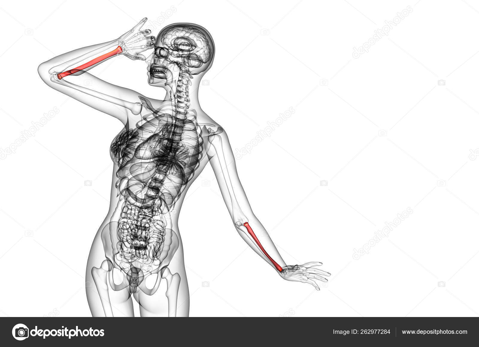 Render Medical Illustration Radius Bone Back View Stock Photo by