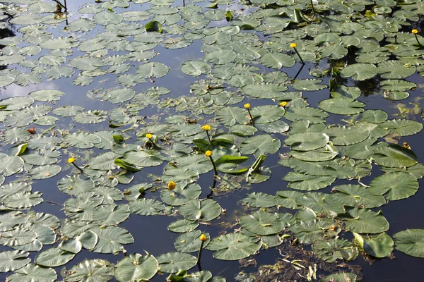 Lirios Agua Río Lento — Foto de Stock