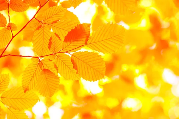 阳光明媚的秋叶背景 — 图库照片
