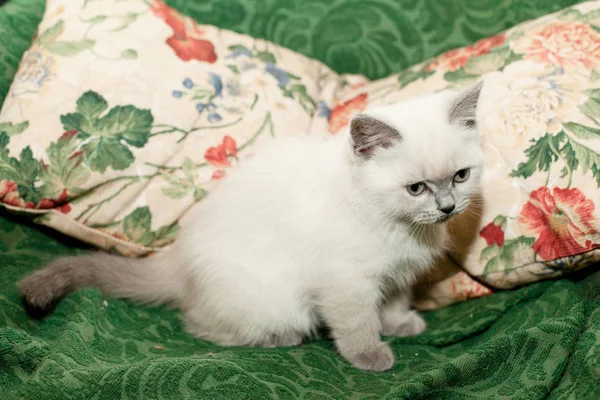 White Kitten Sitting Arm Chair — Stock Photo, Image