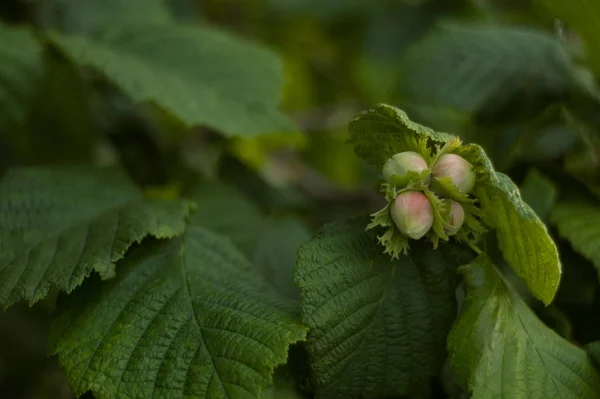 Созревание Орехов Початка Hazelnuts Filberts Hazel Дерево Летом — стоковое фото