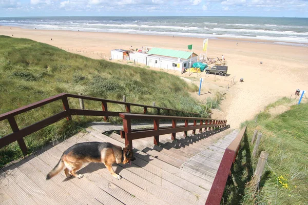Dog on the stairs to the beach and restaurant on the Dutch coast