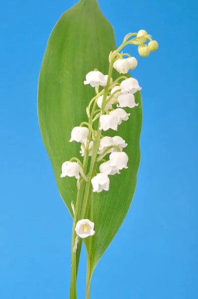 Muget Pictures Muget Stock Photos Images Depositphotos Muget Pictures Muget Stock Photos Images Depositphotos