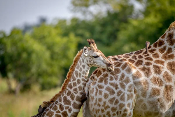 Sjiraffen Ung Som Står Med Sin Mor Nasjonalparken Botswana – stockfoto