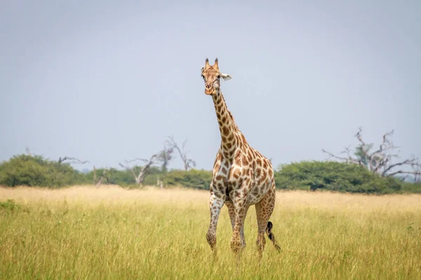 Giraffe Gras Chobe Nationalpark Botswana — Stockfoto
