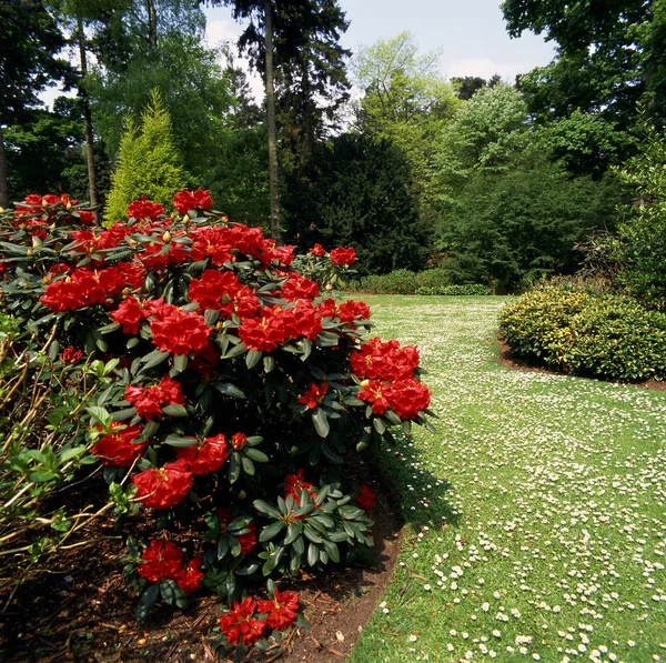 Formální Zahrada Červeným Rhodendrum Keřem Popředí — Stock fotografie