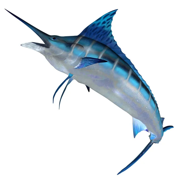 Blue Marlin Predator Favorite Game Fish Deep Sea Anglers — Stock Photo, Image