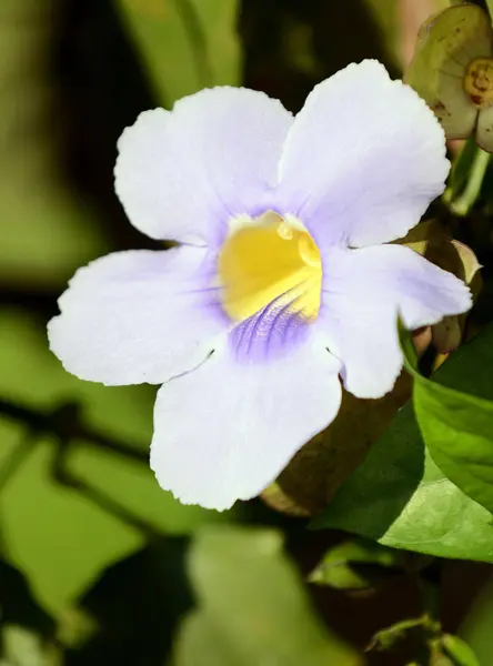 Beautiful White Flower Bloom Tropical Destination — Stock Photo, Image