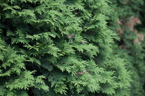 Ramas Abeto Natural Agujas Primer Plano Verdes Navidad — Foto de Stock