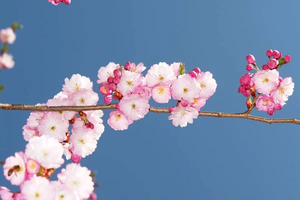 Flores Cerejeira Contra Céu Azul — Fotografia de Stock