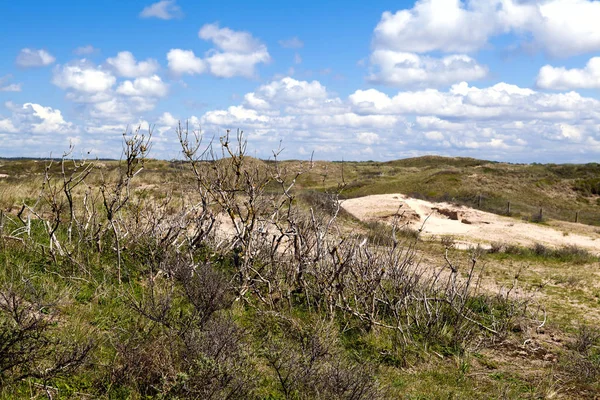 Arbusto Seco Dunas Holanda Septentrional — Foto de Stock