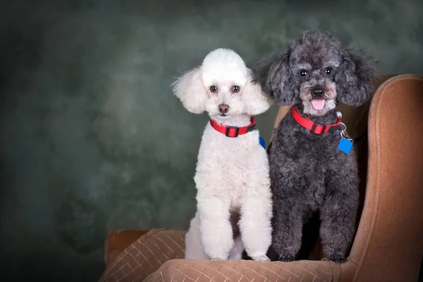 Retrato Estúdio Poodle Preto Poodle Branco — Fotografia de Stock