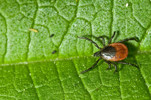 Garrapata Ricino Hoja Ixodes Ricinus —  Fotos de Stock