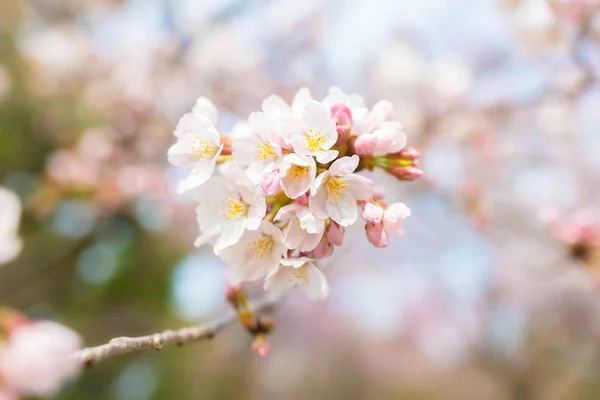 Sakura Virágzik Tokióban — Stock Fotó