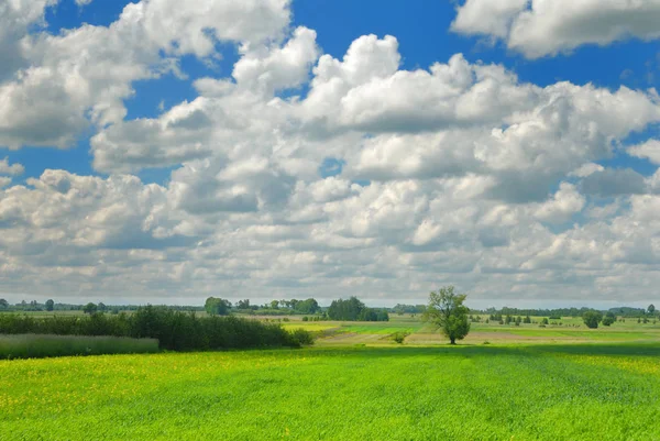 Paysage Estival Prairie Verte Ciel Nuageux — Photo