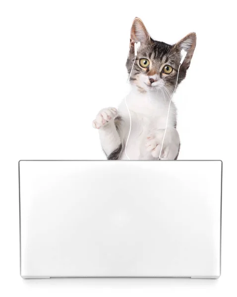 노트북 컴퓨터에서 작업하는 음악을 재미있는 고양이 — 스톡 사진