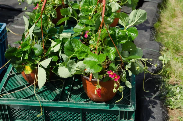 Plantas Plántulas Fresa Con Flores Rojas Bayas Maduras Macetas Vendidas — Foto de Stock