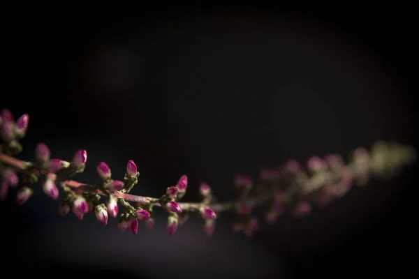 Ramo Pequenas Flores Cor Rosa Fundo Escuro — Fotografia de Stock