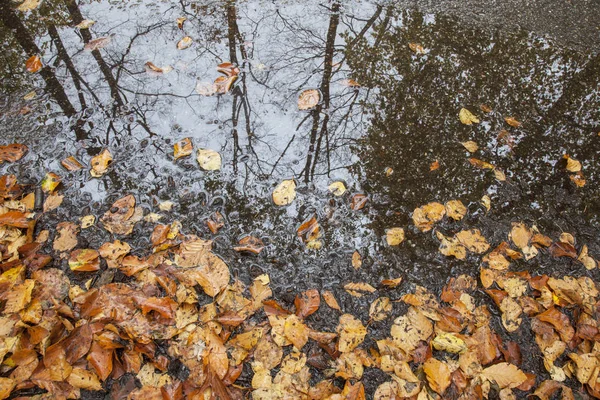 ブナの木の水たまりと葉の反射 — ストック写真